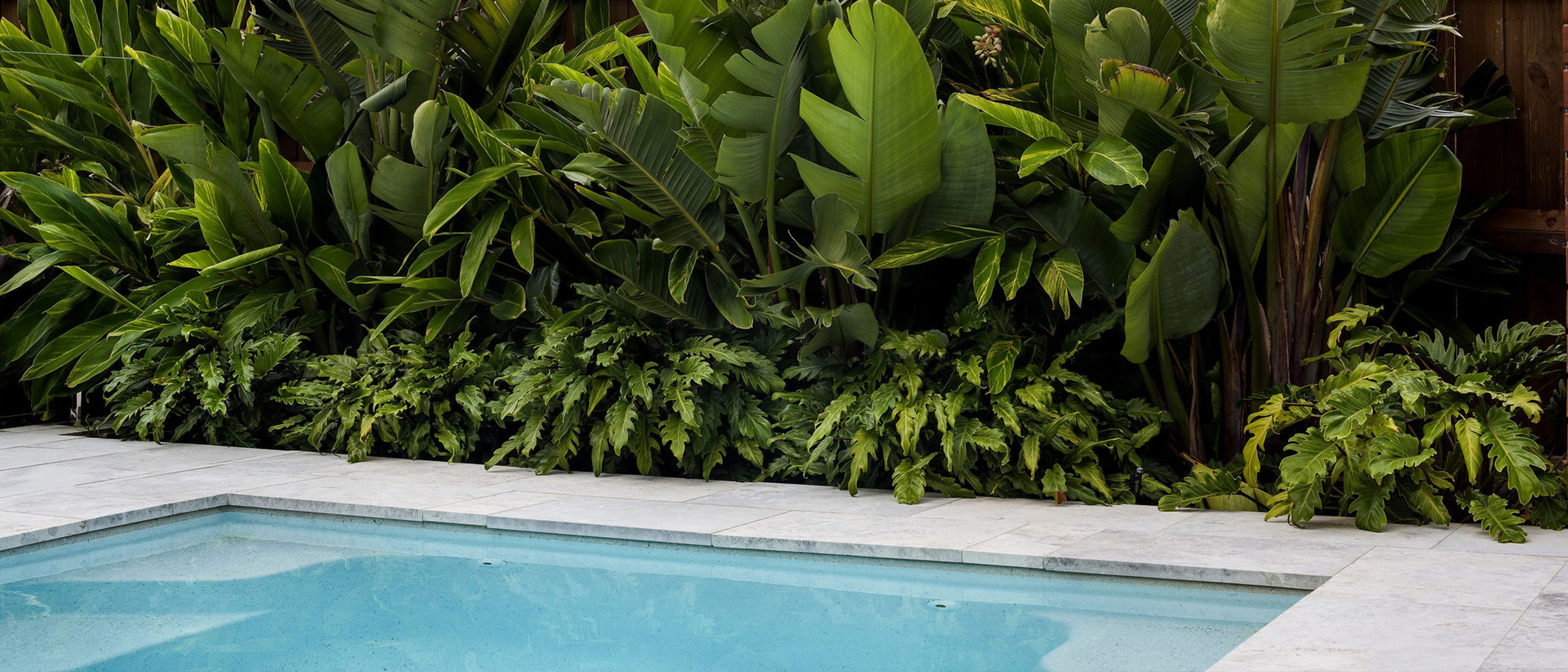 Pool with lush garden bed planted with philodendron Xanadu, ginger and giant bird of paradise