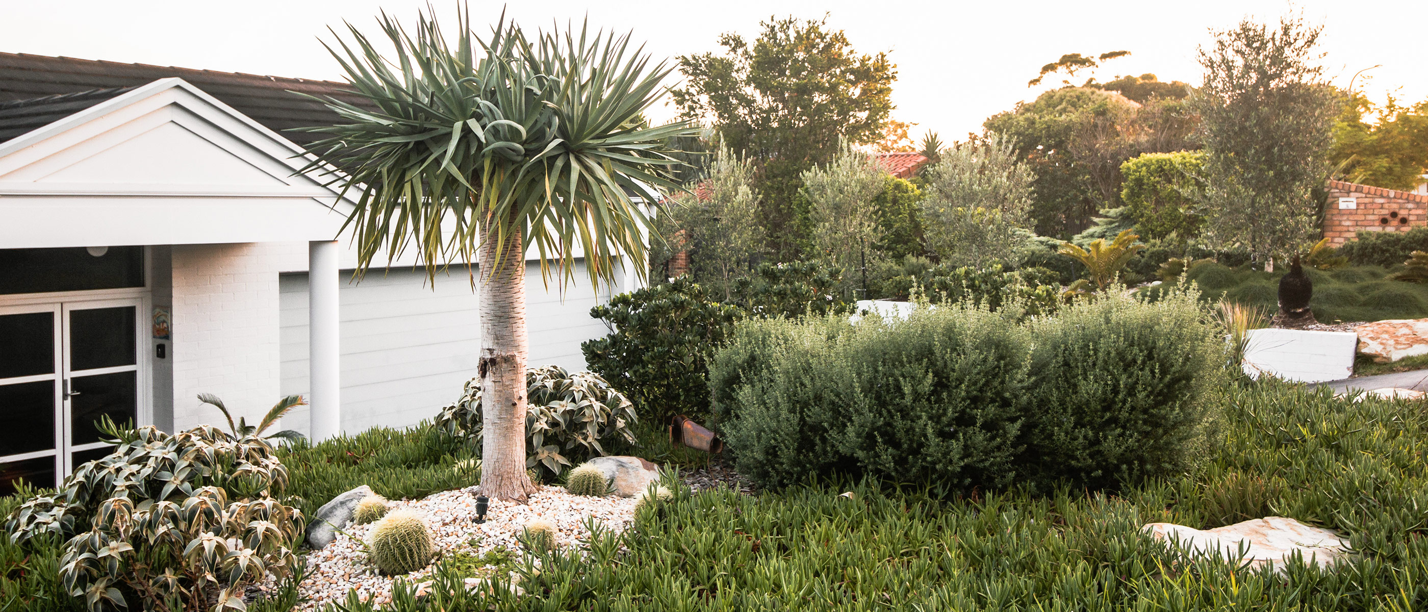 Coastal xeriscape front garden with dragon tree, golden barrel cacti, westringia