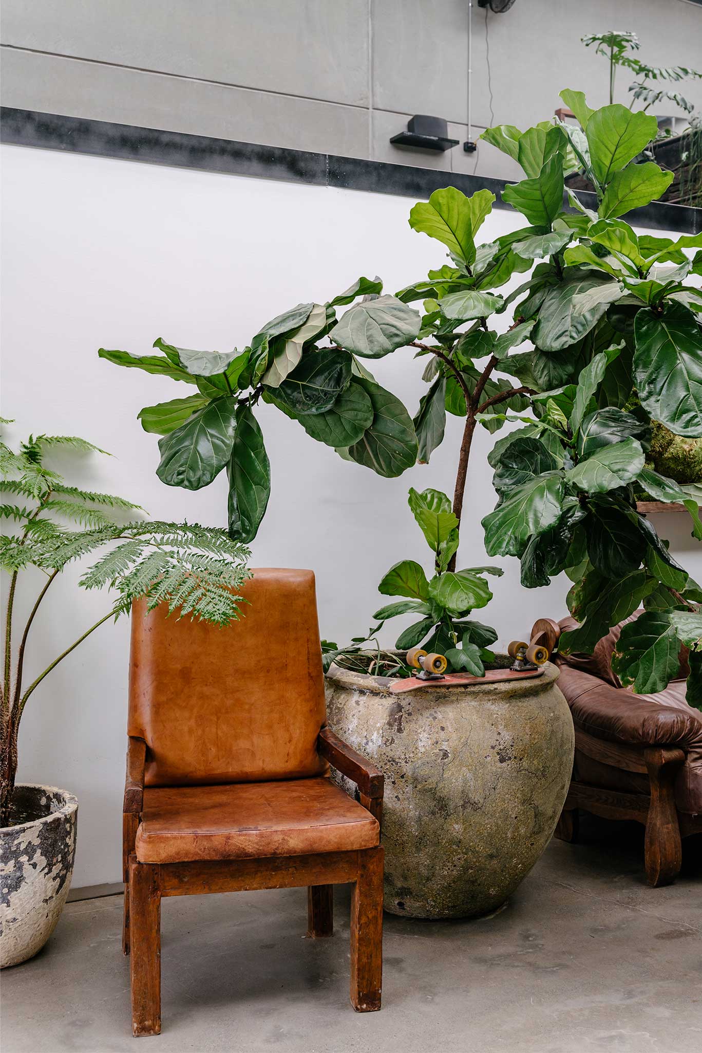 Commercial Interior Fitout Central Coast - Project "MBS Warehouse Jungle" - vintage chair next to giant fiddle leaf fig