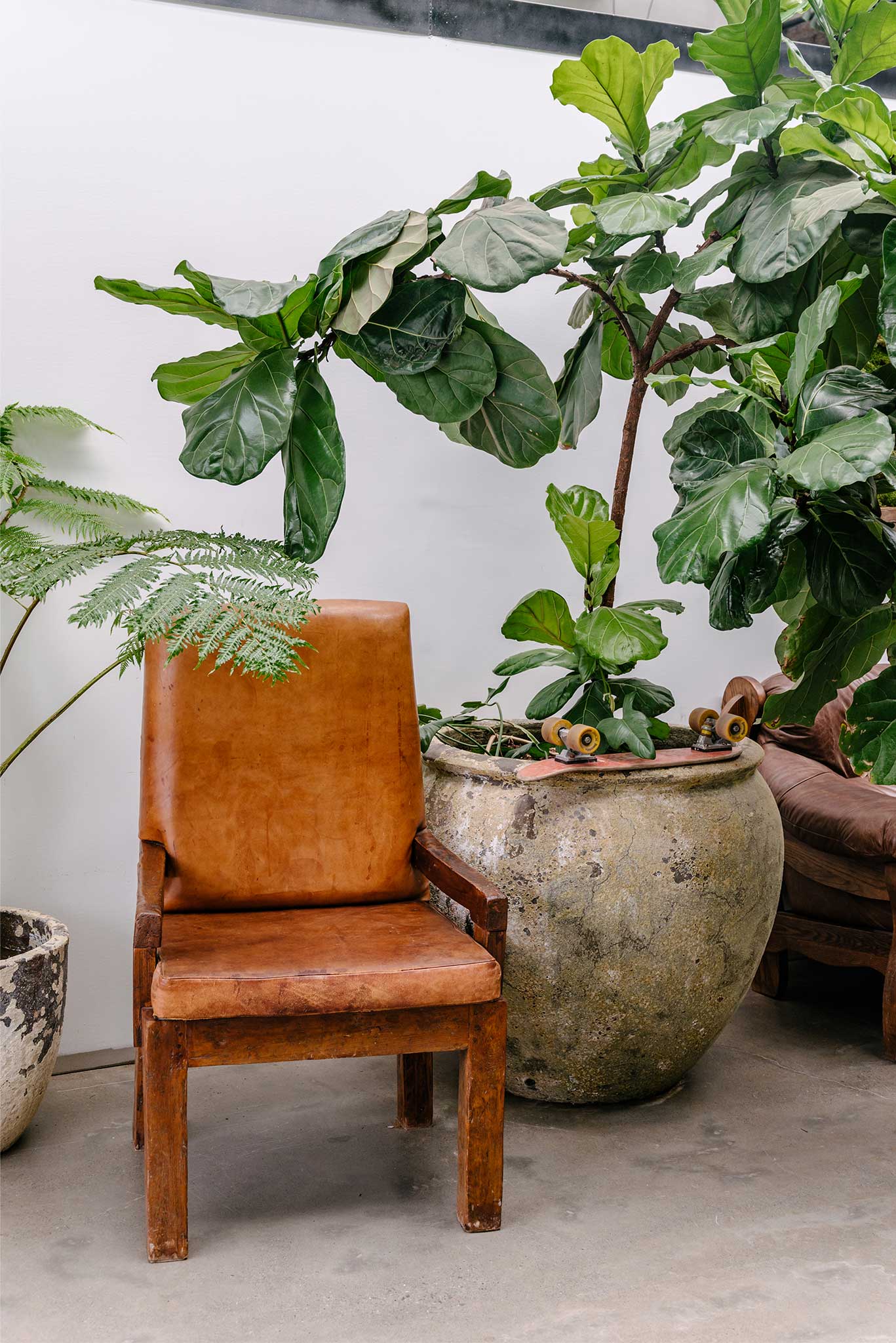 Commercial Interior Fitout Central Coast - Project "MBS Warehouse Jungle" - vintage chair next to giant fiddle leaf fig